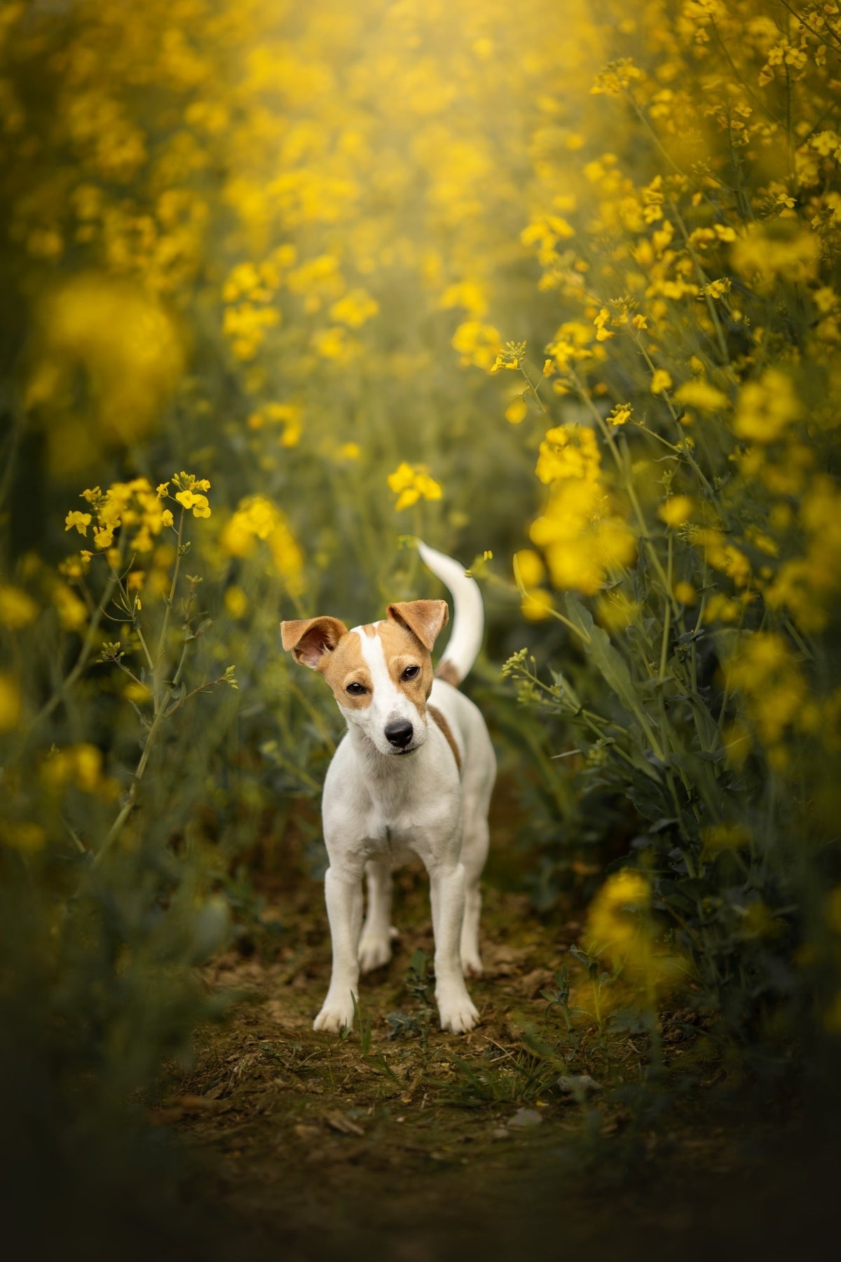 Chien photographié en extérieur dans les fleurs en Normandie